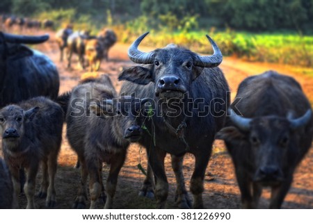 Thai Buffalo walk over the field go back home with sunset. Life\' Machine of Farmer. Original agriculture use buffalo plow the field.