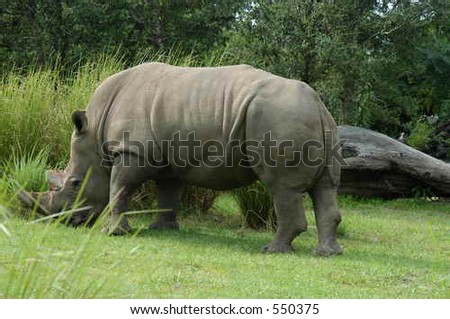 Rhinoceros at Animal Kingdom park, Orlando, Florida