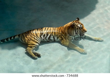 Tiger in the water, Animal Kingdom\'s Park, Florida