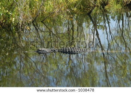 Alligator under the water