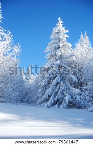 snowy mountain forest