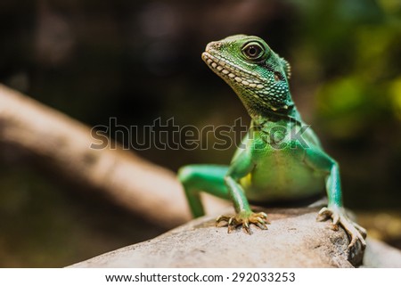 Chinese water dragon (Physignathus cocincinus). Also known as Asian water dragon, Thai water dragon, and green water dragon.