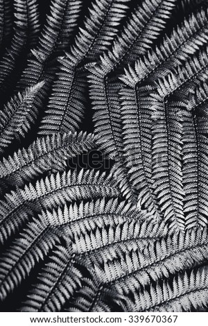 Silver fern leaf in black and white over black background.