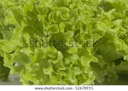 Butter Lettuce isolated on white