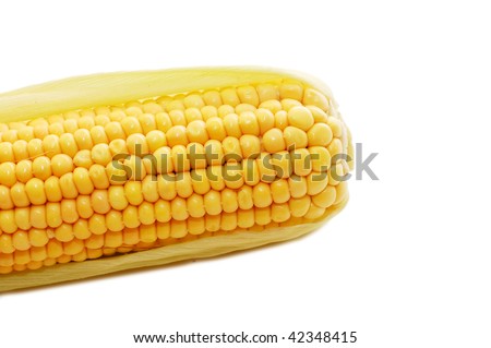 freshly harvested corn isolated on white background