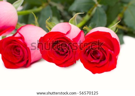 The big bouquet of red roses isolated