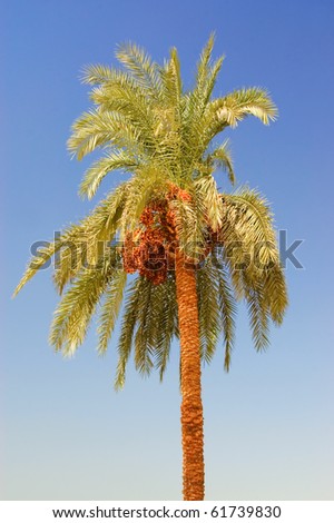 date tree clip art. date palm tree clip art. stock