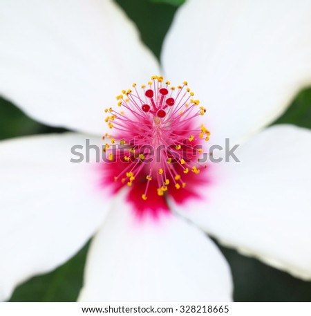 Open Flower Deep Focus