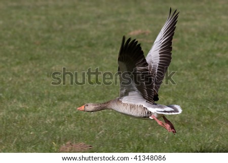 flying grey goose