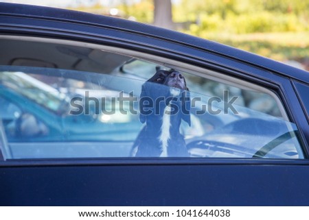 dog pokes its muzzle out of the car window. black labrador looking through car window