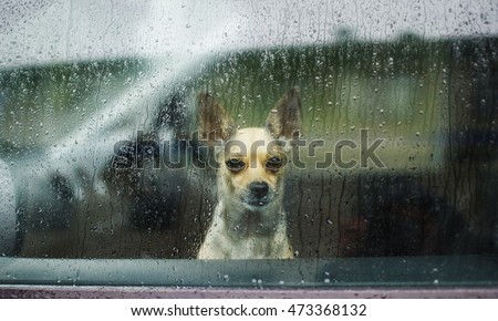 Chihuahua behind car window watching the rain. little dog looking through car glass on a rainy day. sad dog chihuahua waiting in a locked car their owners