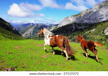 Two horses running in the mountain pastures