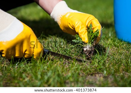 Man removes weeds from the lawn / cutting out weeds