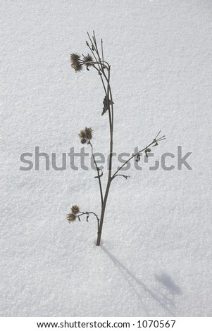 Winter plant, twig with shadow, snow