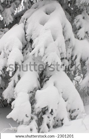 Winter fir tree branches with snow without sky. White background. Fairy tale of winter forest. Cold weather. Vertical view.