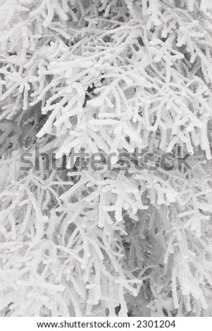 Winter branches with snow without sky. White background. Fairy tale of winter forest. Cold weather. Vertical view.