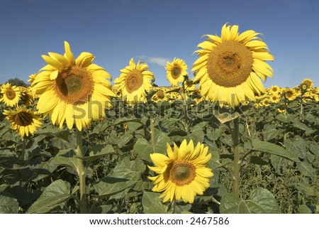Field of sunflowers with blue sky. Horizontal view.