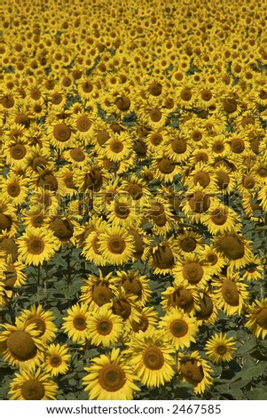 blissful field of sunflowers (field full of sunflowers. Focus on front group of flowers). Vertical view.
