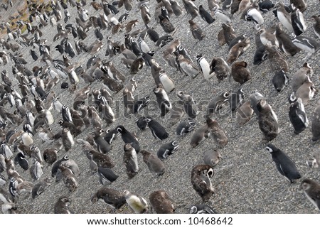 Many penguins near Ushuaia. Island near Ushuaia. Tierra Del Fuego, Argentina