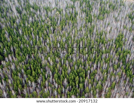 coniferous forest map. coniferous forest pics