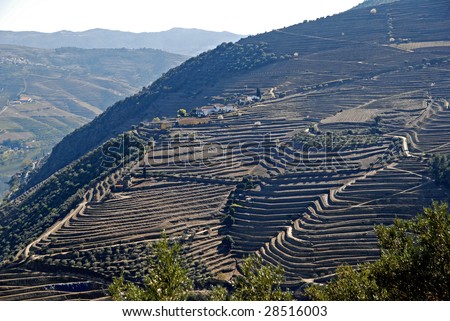 Douro Valley - main Vineyard region in Portugal.  Portugal\'s port wine vineyards. Point of interest in Portugal.