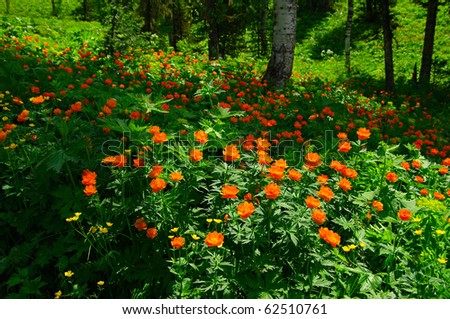 Field  of summer orange flowers.