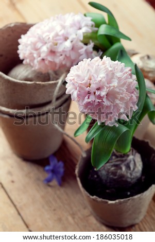 Hyacinth flowers in turf pots and flower bulbs on old wooden table, closeup shot, toned photo