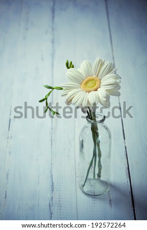 White gerbera flower in a vase on wooden background, simple composition