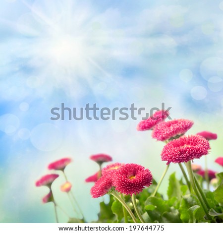 Nature background with red daisies over blue sky, square composition