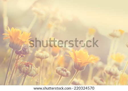 Abstract nature blurred background - orange flower on meadow with sun rays, toned photo