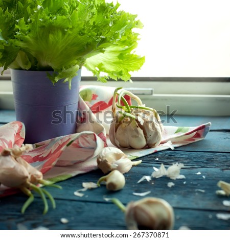 Cloves of garlic on kitchen window sill, natural light photo, toned