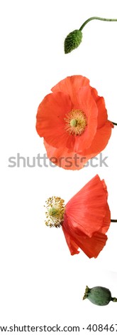 four life stages of a bright poppy flower  isolated on white