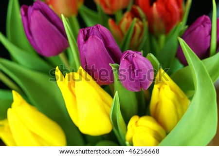 red, purple, yellow easter tulips arrangement