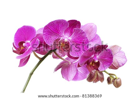 Purple Phalaenopsis