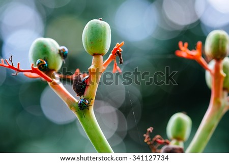 Lady bugs on plants