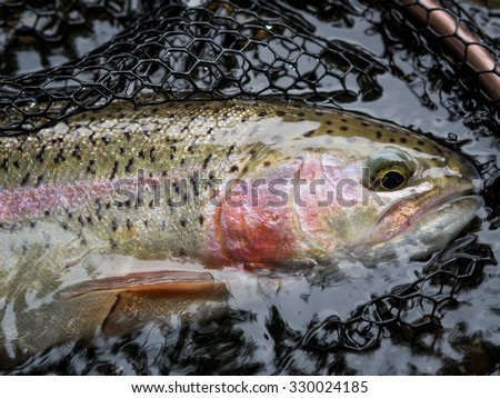 Rainbow trout alive in a landing net - fish is released after this shot - caught fly fishing