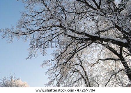 TREES WITH WHITE FROST 2