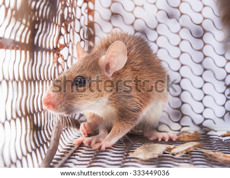 Brown Rat with victim In the old steel cage