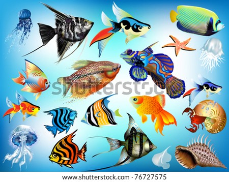 fish and shells