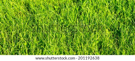 Close up on fresh green grass texture background