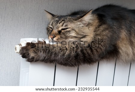 Tabby cat lying a warm radiator