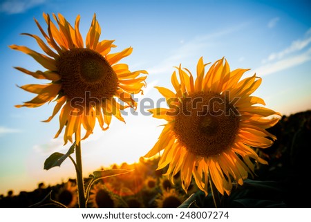 Sunflower with the sun on the background a blue sky.
