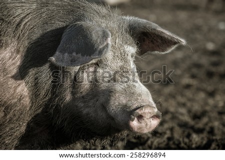 Dirty pig on a farm outdoors