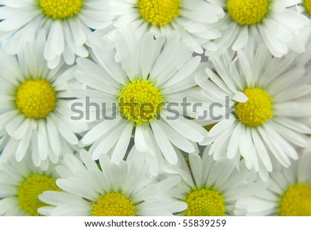 White+daisies+background