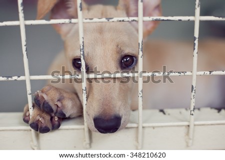 Brown dog waiting for adoption