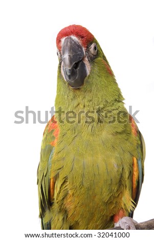 Macaw, Red Fronted, Ara rubrogenys, Bolivia, isolated on white