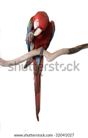 Macaw, Green Winged, Ara chloropterus, South America, isolated on white