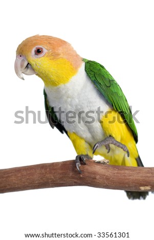 Caique, White Bellied, Pionites leucogaster, seven-color Parrot, Amazon; South America, isolated on white