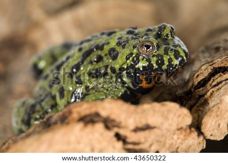 Toad, Oriental Fire-Bellied, Bombina orientalis, Korea, China, Russia, isolated on white