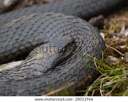 python molurus spilotes pullatus or tigre albino snake 